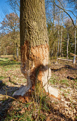 Obraz premium Picture of a beaver gnawed tree.