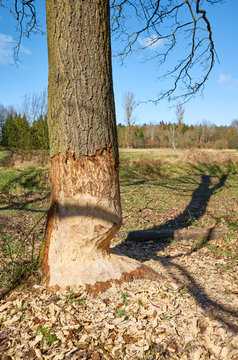 Picture of a beaver gnawed tree.