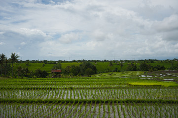 Fototapeta na wymiar Traditional landscape of Southeast Asia: rice fields.