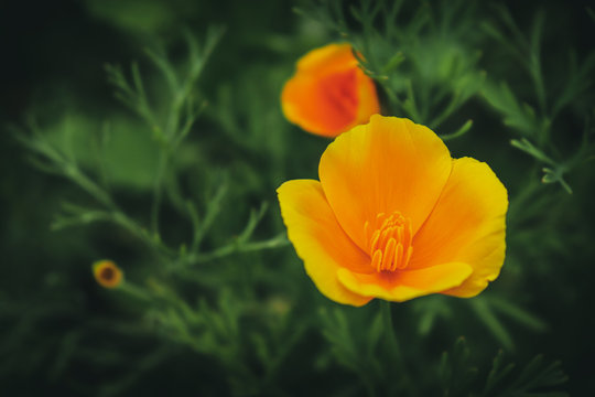 This is California poppy. Eschscholzia californica is a species of flowering plant in the Papaveraceae family, native to the United States and Mexico.