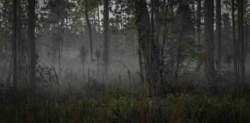 Obraz premium The Trees