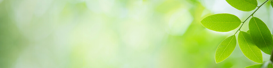 Fresh green leaves in sunlight for nature banner and cover background with copy space.