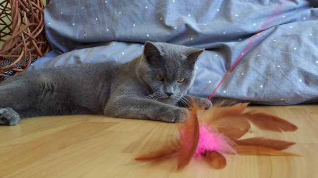 Full body shot of Beautiful male 9 months blue gray British shorthair cat with yellow green eyes sitting on floor paying with warm lights looking straight ahead to camera