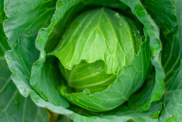 Green cabbage that is gnawed on an outdoor plot