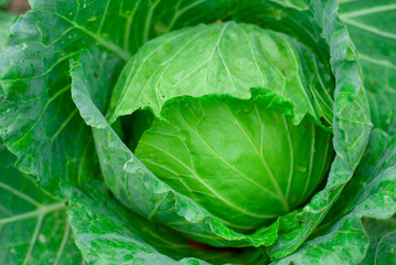 Green cabbage that is gnawed on an outdoor plot