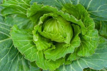 Obraz premium Green cabbage that is gnawed on an outdoor plot