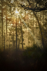 Obraz premium The Trees