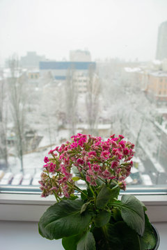 Blooming indoor flower on a windowsill against the backdrop of unexpected snowfall outside the window of a city apartment.