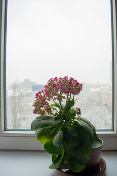 Blooming indoor flower on a windowsill against the backdrop of unexpected snowfall outside the window of a city apartment. White fluffy snow covers the cityscape. The arrival or return of winter.