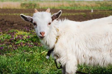 A goat on a pasture in the spring. A white goat with a collar on a leash in a garden in the countryside looks intently into the frame.