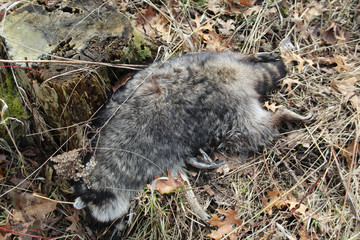 Dead raccoon face down at Miami Woods in Morton Grove, Illinois