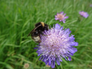 Biene auf einer Blüte