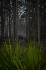 The Trees