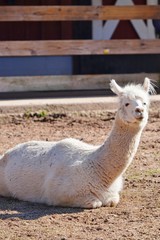 A white alpaca on the ground in a farm