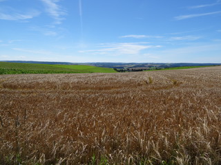 Blick über ein Weizenfeld