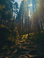 Obraz premium sunset in the forest