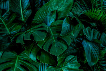 Monstera green leaves or Monstera Deliciosa in dark tones(Monstera, palm, rubber plant, pine, bird’s nest fern), background or green leafy tropical pine forest patterns for creative design elements.  - obrazy, fototapety, plakaty