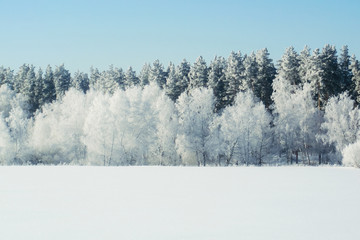 Winter snow forest background Landscapes and cold nature snowy trees