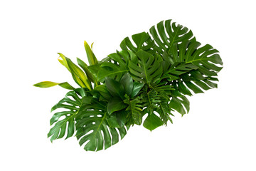 Green leaves of tropical plants bush (Monstera, palm, rubber plant, pine, bird’s nest fern) floral arrangement indoors garden nature backdrop isolated on white background thailand, clipping path inclu