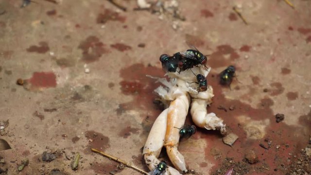 Slow motion speed close up scene on group of blow fly flying over food waste that falling on floor, bluebottle swarm on rubbish, unhealthy environment, poor sanitation with risk of cholera spread