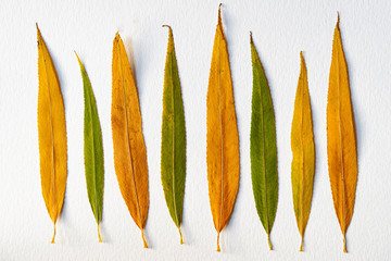 Feuilles de saule © Daniel