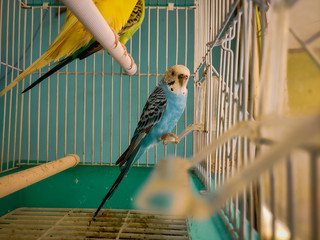The budgerigar is a long-tailed, seed-eating parrot usually nicknamed the budgie, or in American...