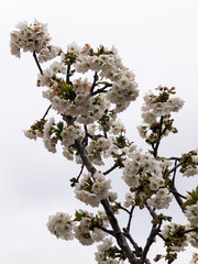 branches with blossoms of cherry tree