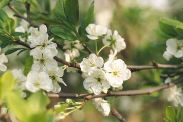 Plum tree branches with white flowers in a sunny orchard