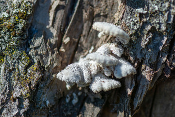 medicinal mushroom on the dead tree close up macro detail