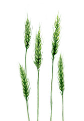 Fototapeta premium Green wheat. Cereal plant detail for card, postcard. Watercolour illustration on white background.