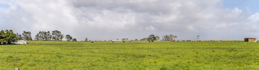 Obraz premium meadows with livestock on coast, near Barrytown, West Coast, New Zealand