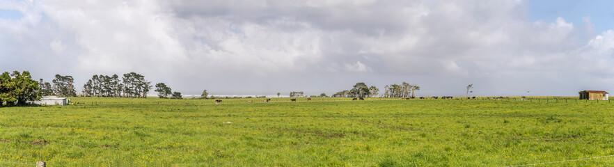 meadows with livestock on coast, near Barrytown, West Coast, New Zealand