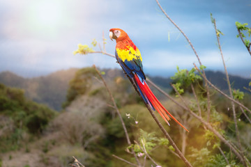 bunter Papagei im Dschungel grüne Vegetation Tropenwald seltene Art Parrot scarlet macaw (ara macao) Ara Aras Papagei Kolumbien bunt close-up gefährdet exotisch federn rot