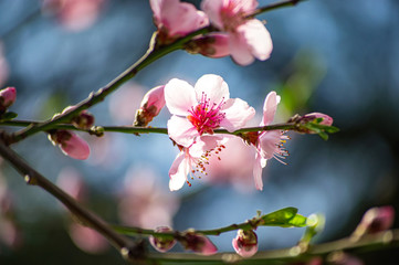Fototapeta na wymiar Branch of a blossoming apple tree pink flowers spring revival of nature