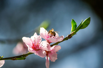 Flying bee collecting pollen on a flowering tree with pink flowers on a blue background sunny spring day