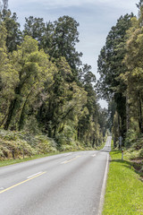 highway 6 in rain forest near Pukekura,  West Coast, New Zealand