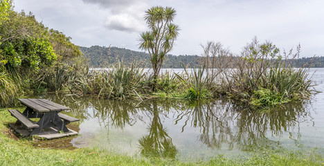 cabbage tree and  flooded picnic table at Ianthe lake, near Pukekura, West Coast, New Zealand