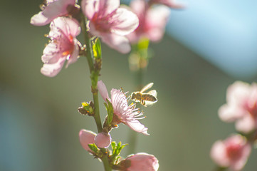 Bee collecting pollen on a flowering tree with pink flowers on a blue background sunny spring day