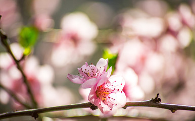 Branch of a blossoming apple tree pink flowers spring revival of nature