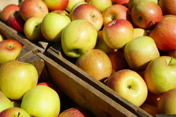 Fresh red and yellow apples at a farmers market