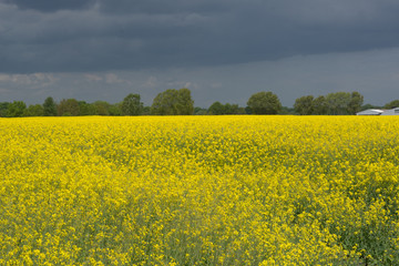 Rapsfeld