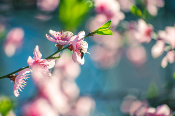 Bee collecting pollen on a flowering tree with pink flowers on a blue background sunny spring day