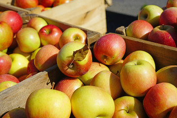Fresh red and yellow apples at a farmers market