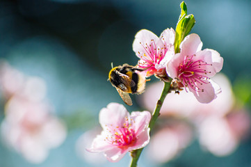 Bumblebee collects pollen on a flowering tree with pink flowers on a blue background sunny spring day