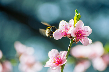 A flying bumblebee collects pollen on a flowering tree with pink flowers on a blue background. Sunny spring day.