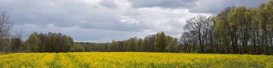 Obraz premium Rapsfeld