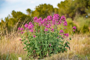 Red valerian blossom