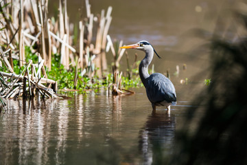Grey Heron in habitat. Her Latin name is Ardea cinerea.