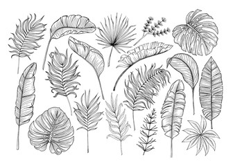 Set of tropical leaves. Drawing sketches of leaves. Vector illustration