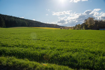 Rapsfeld